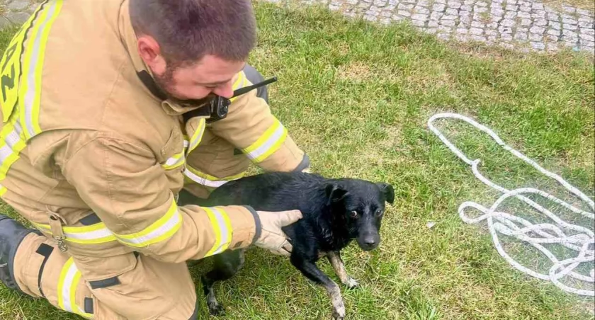 zdjęcie: OSP Twardogóra