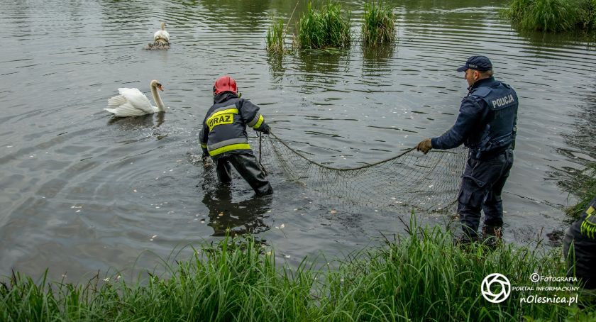 Na sygnale, Służby ratunek łabędziowi - zdjęcie, fotografia