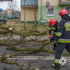 zdjęcie nr 15