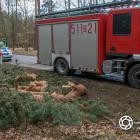 Fotka nr 3 z 17