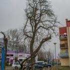 zdjęcie nr 11