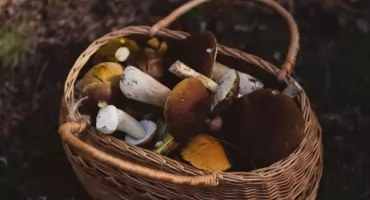 Bezpieczne grzybobranie - wraz z nadejściem jesieni lasy wypełniają się grzybiarzami