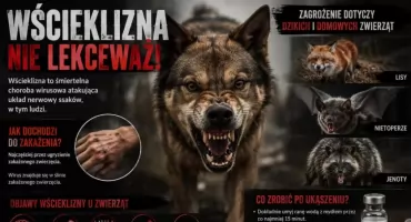  Lato sprzyja pogryzieniom – pamiętaj o zagrożeniu wścieklizną